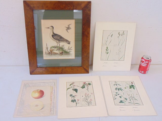 Lot early prints, Botanical, bird (1 of 2)