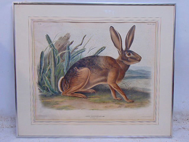 Audubon print, "Lepus Californicus, Gray", rabbit, 1847, print is 20" by 24.5" (sight), total framed (1 of 4)