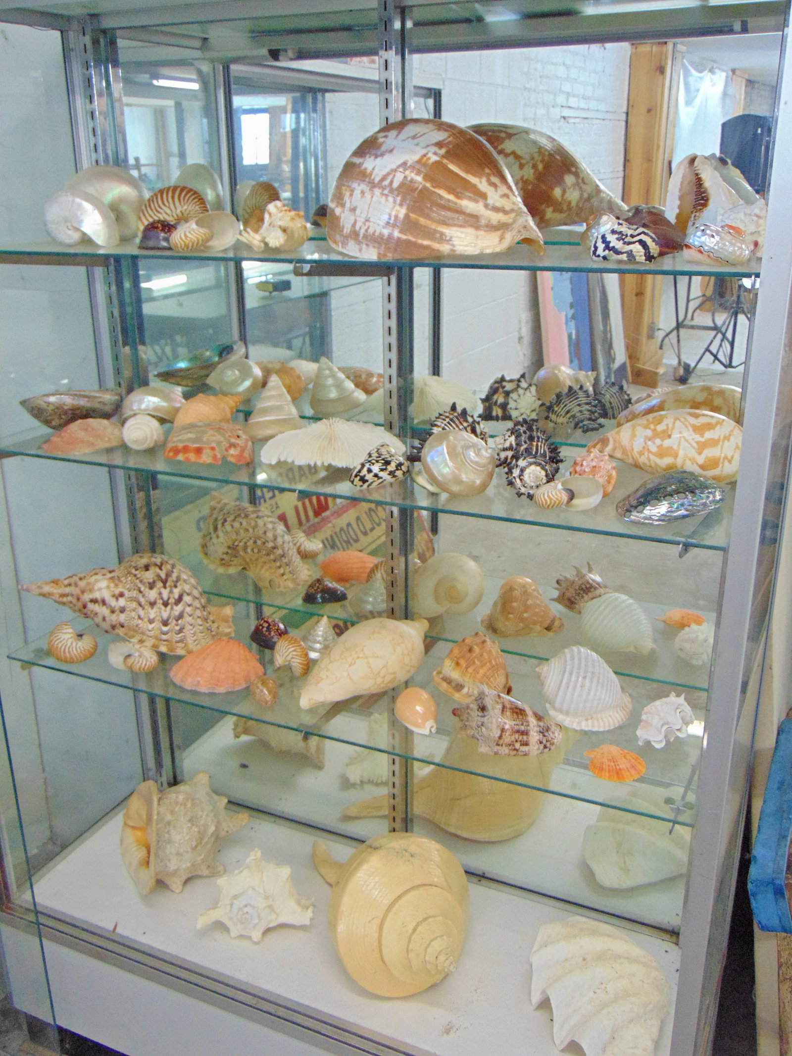 Large collection of seashells, excellent assortment of Nautilus, spider conch, horseshoe conch,: Large collection of seashells, excellent assortment of Nautilus, spider conch, horseshoe conch, coral, giant augers, scallop, giant oyster, giant clam & more!