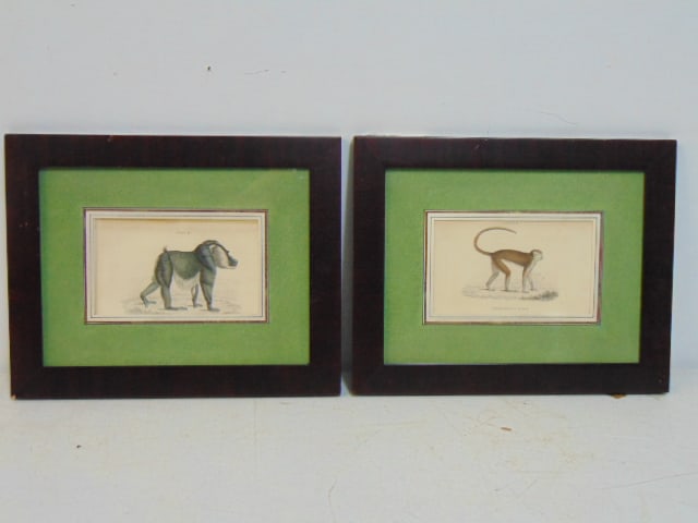 Pair prints, primates, monkeys, 3 3/8" by 5 7/8", framed size 9.75" by 12.25": Pair prints, primates, monkeys, 3 3/8" by 5 7/8", framed size 9.75" by 12.25"