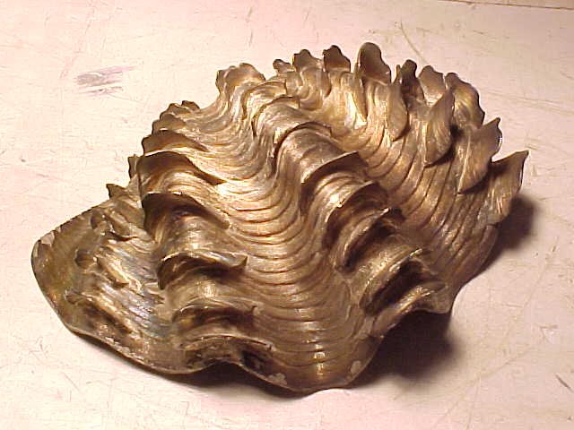 Silver seashell shaped dish: 925 silver sea shell shaped dish with intricate detail, Mexico, 7" long, 4" deep and 2.75" tall, 16 troy