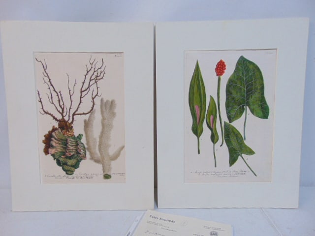 2 18th Century botanical prints, Johann Wilhelm Weinmann, matted, sheet size is 15.25" by 9.25" (1 of 6)