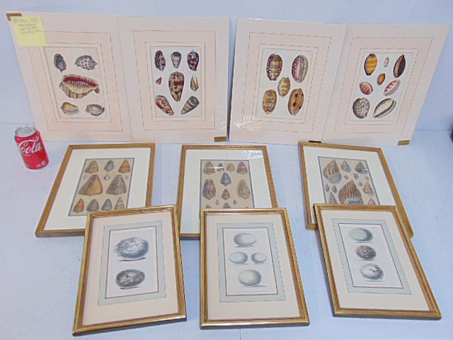 Collection shell & egg prints, 6 framed, 4 unframed but matted, hand colored antique shell prints, (1 of 7)