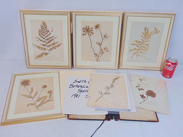 Lot of Botanical Specimens, various dried flowers, herbs & plants, 4 framed & rest in folder, framed (1 of 7)