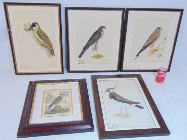 5 antique framed etchings, prints, various birds, falcons, includes pair hawk prints, 19 58" by (1 of 10)