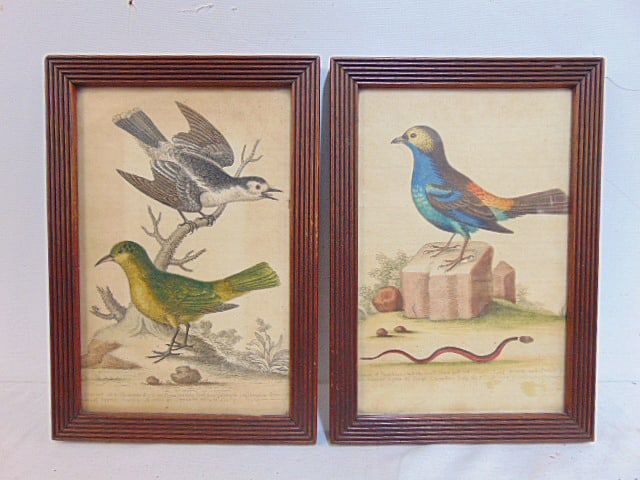 2 early bird prints by George Edwards, 18th Century, "Titmouse of Paradise & and the small black & (1 of 7)