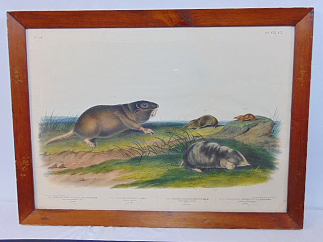 Audubon print, from Quadrupeds of North America, hand colored lithograph, circa 1848, 18.5" by 26" (1 of 6)