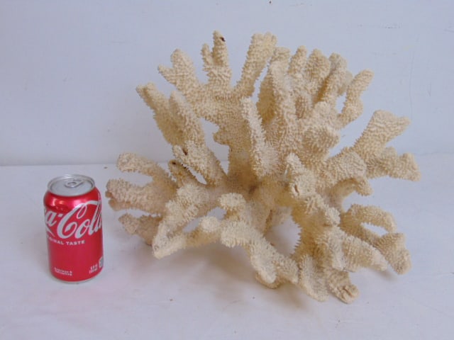 Large piece of cauliflower coral, 15.5" wide, 12.5" deep, height is 11.25" (1 of 4)