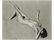 164: 164 Edward Weston (1886-1958) Desnudo, 1936. G