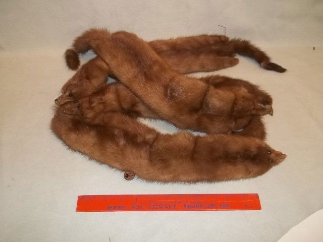 4 Full body Genuine Mink Runway Wrap: in nice condition, a couple of the hands are loose