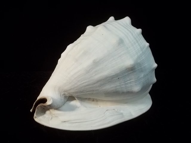 Large Conch Shell Nice: .