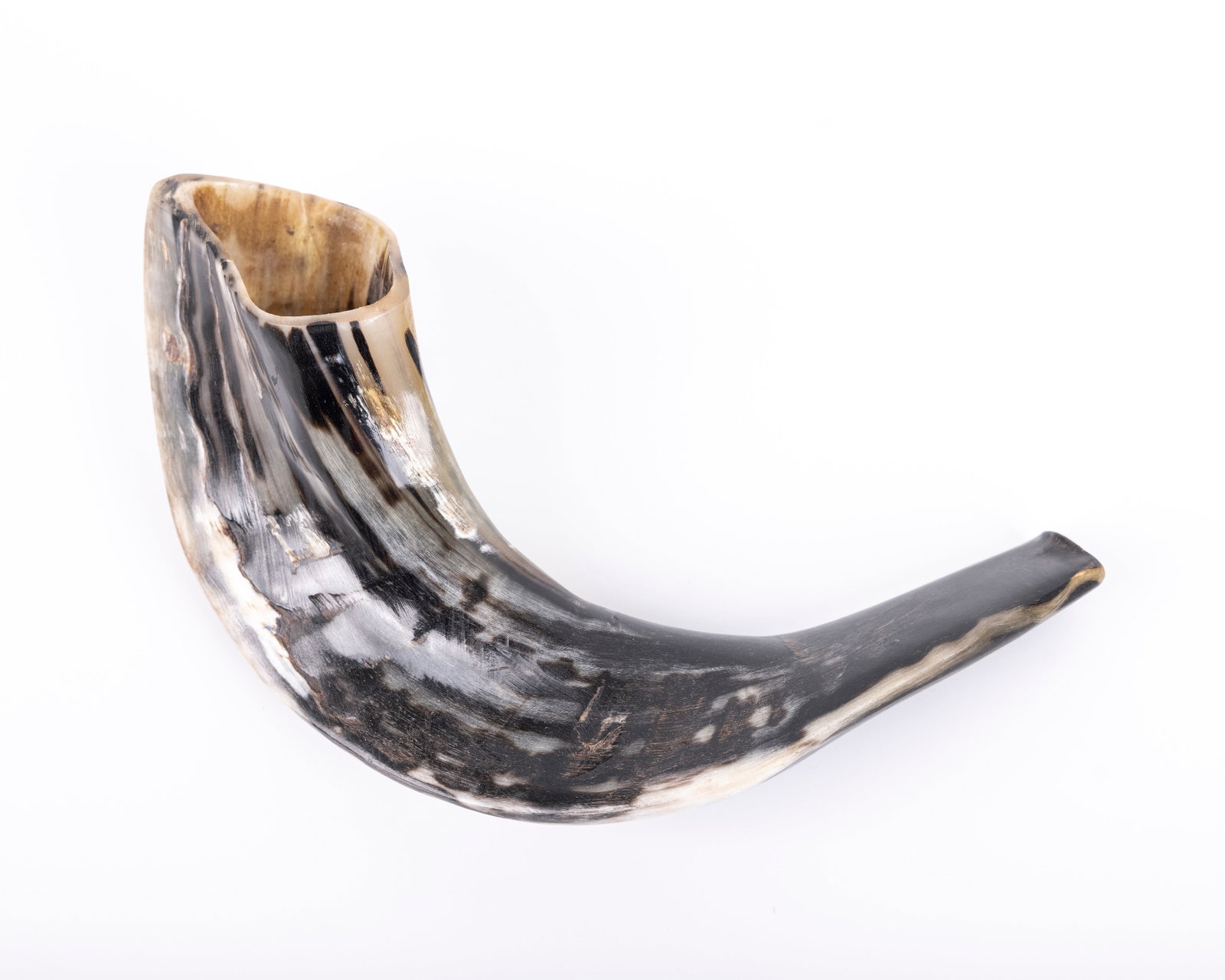 A KOSHER SHOFAR. Israel, 20th century. Black and standard coloration. 8" long.: A KOSHER SHOFAR. Israel, 20th century. Black and standard coloration. 8" long.