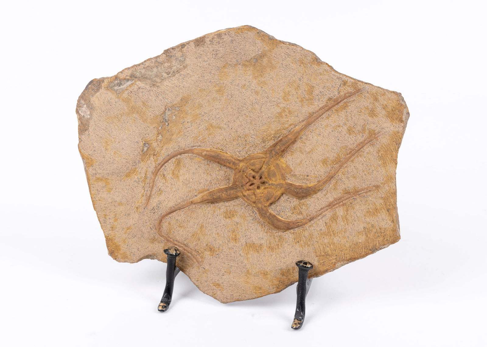 A JURASSIC PERIOD STARFISH FOSSIL. Morocco. 8” x 6”.: A JURASSIC PERIOD STARFISH FOSSIL. Morocco. 8” x 6”. Estimate $100-200