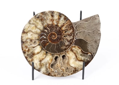 A LARGE POLISHED AMMONITE FOSSIL