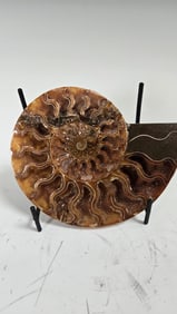 A LARGE POLISHED AMMONITE FOSSIL