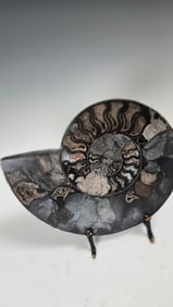 A LARGE POLISHED AMMONITE FOSSIL