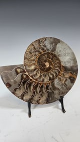 A LARGE POLISHED AMMONITE FOSSIL