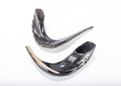TWO HAND CARVED SHOFARS FOR ROSH HASHANA. Black rams horns.