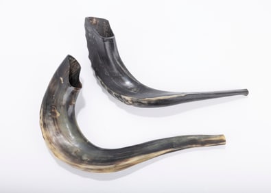 TWO HAND CARVED SHOFARS FOR ROSH HASHANA. Black rams horns.