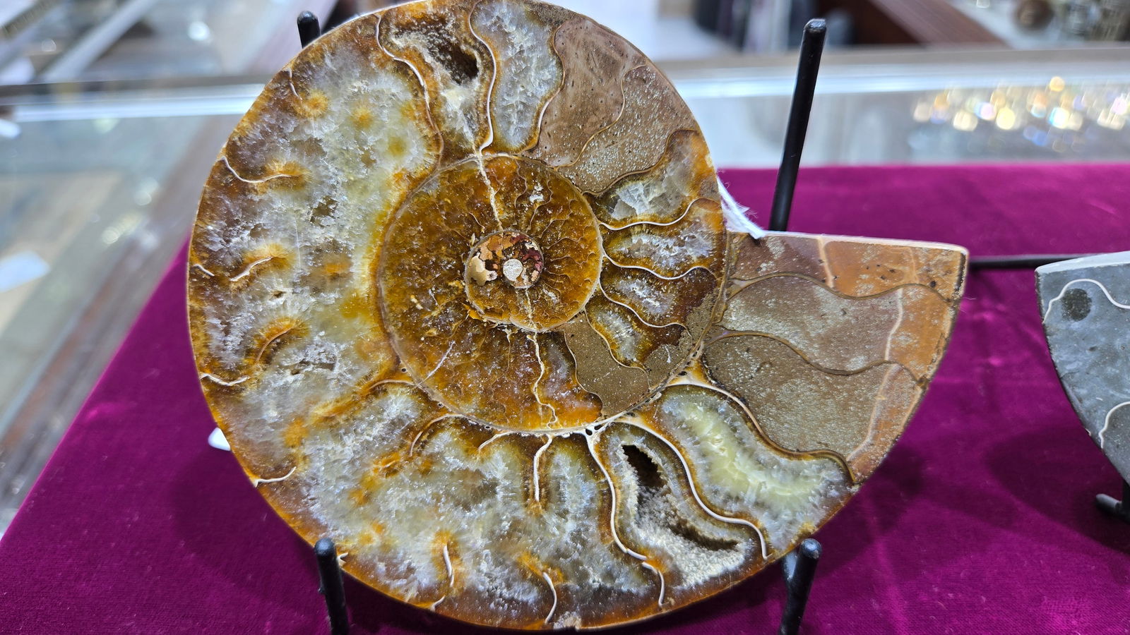 A MAGNIFICENT AMMONITE FOSSIL. POLISHED ON A STAND.: Approximately 5" long. Gorgeous color.