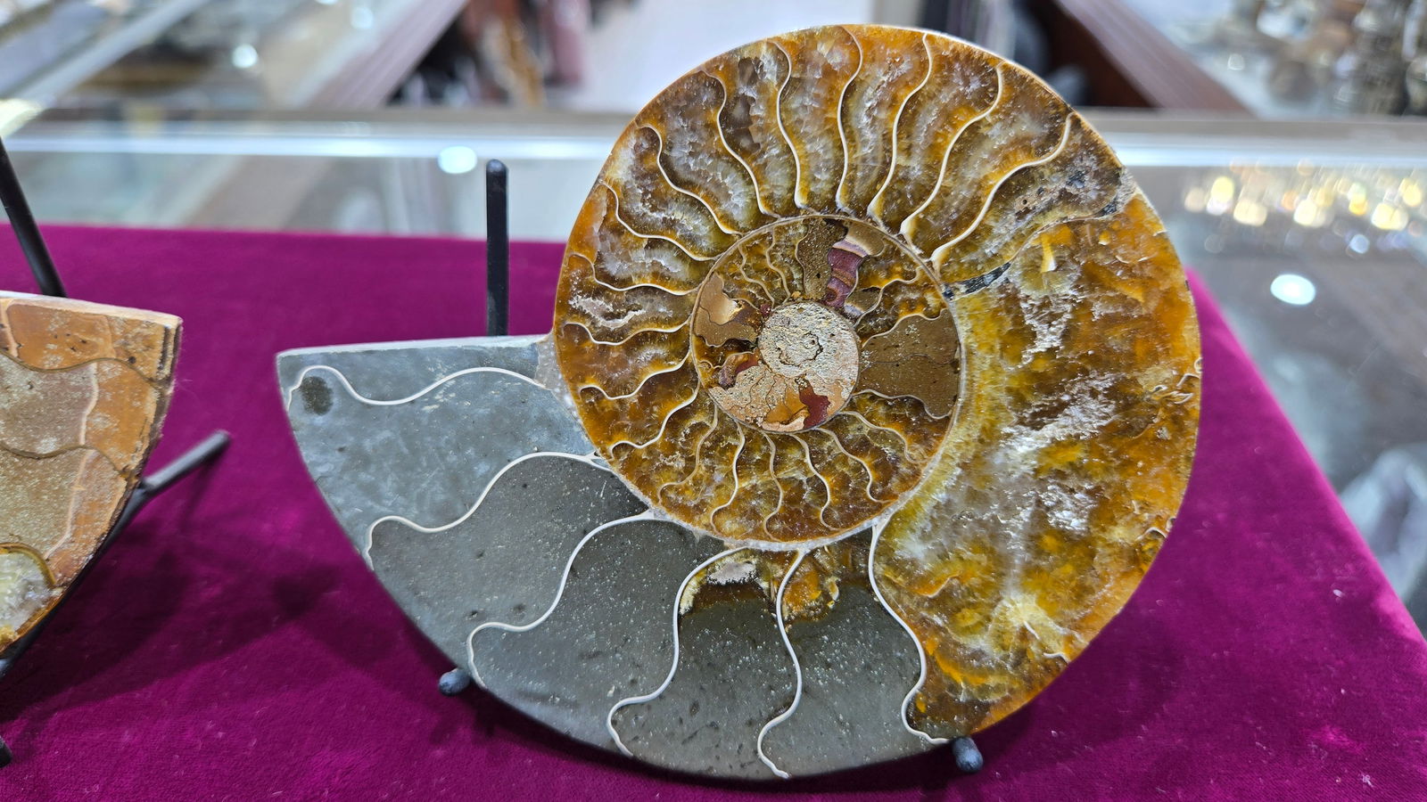 A MAGNIFICENT AMMONITE FOSSIL. POLISHED ON A STAND.: Approximately 5" long. Gorgeous color.
