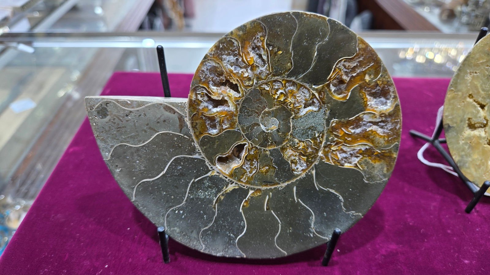 A MAGNIFICENT AMMONITE FOSSIL. POLISHED ON A STAND.: Approximately 5" long. Gorgeous color.