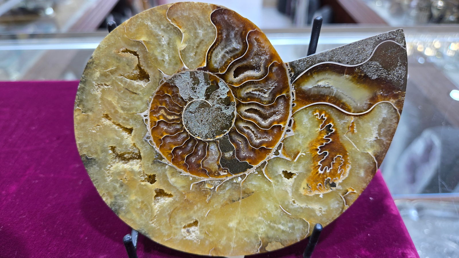 A MAGNIFICENT AMMONITE FOSSIL. POLISHED ON A STAND.: Approximately 5" long. Gorgeous color.