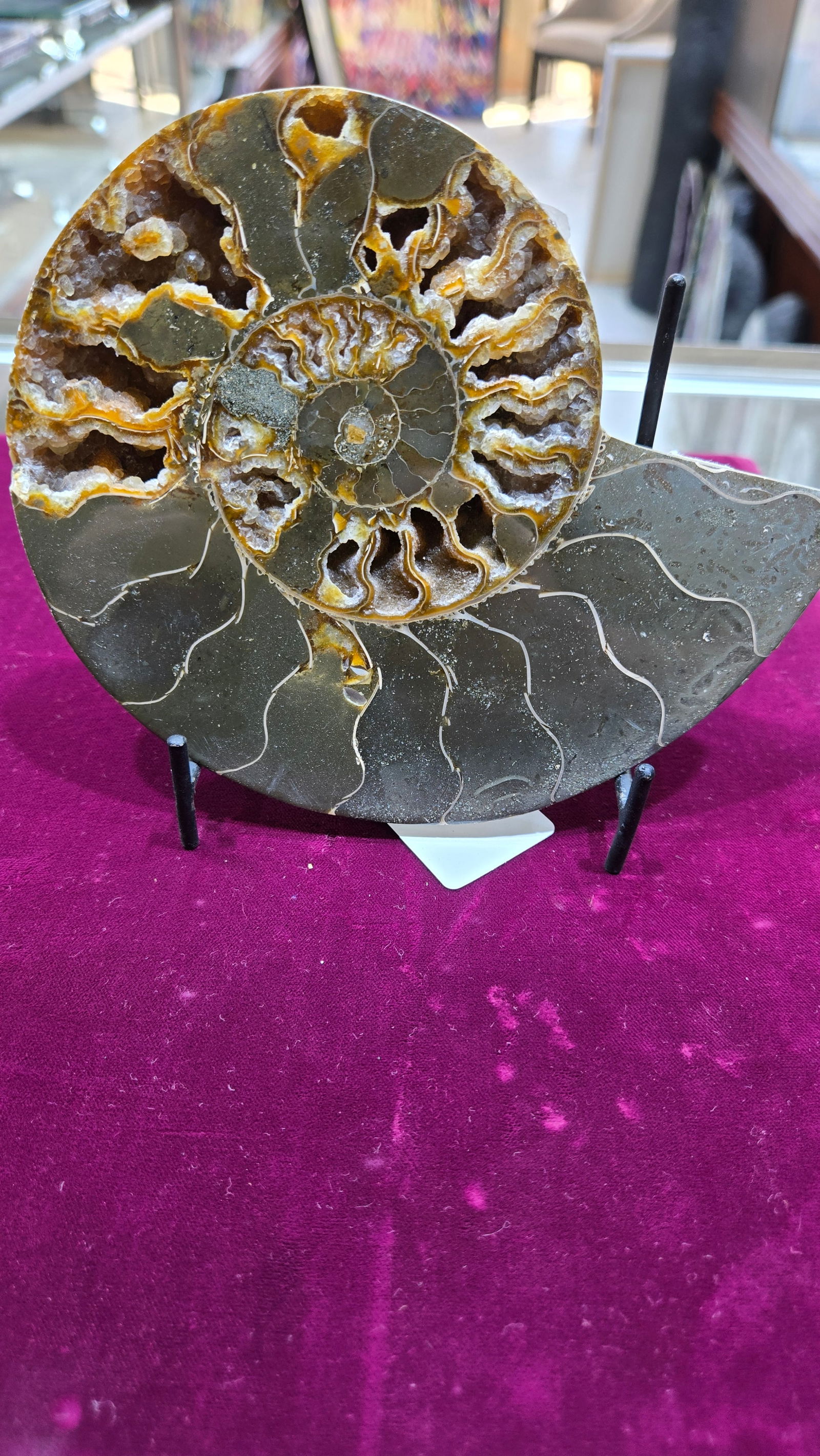 A MAGNIFICENT AMMONITE FOSSIL. POLISHED ON A STAND.: Approximately 5" long. Gorgeous color.