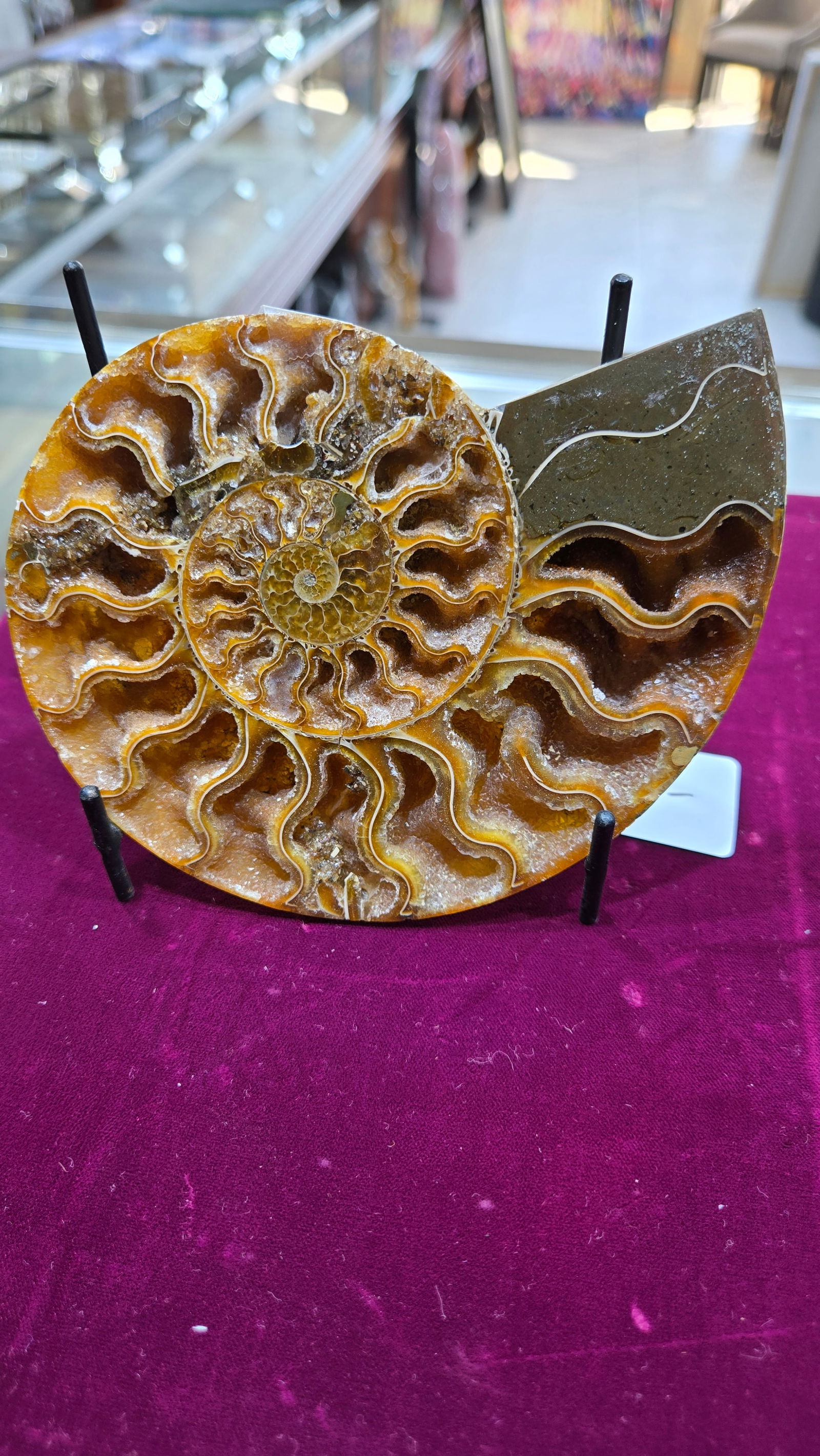 A MAGNIFICENT AMMONITE FOSSIL. POLISHED ON A STAND.: Approximately 5" long. Gorgeous color.