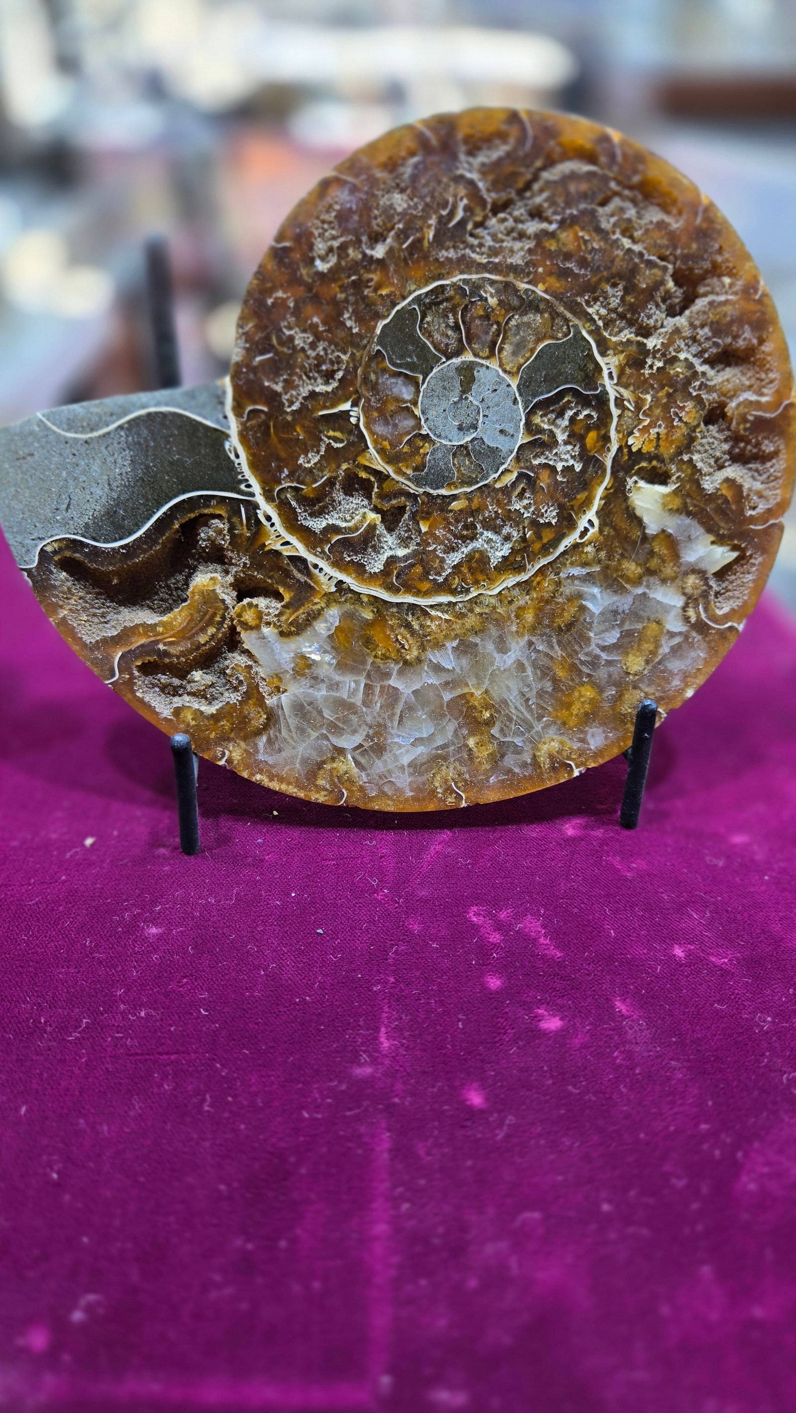 A MAGNIFICENT AMMONITE FOSSIL. POLISHED ON A STAND.: Approximately 6" long. Gorgeous color.