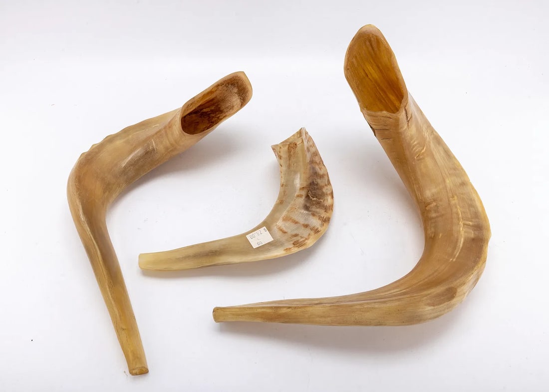 A GROUP OF THREE RAM HORN SHOFARS: The largest is 11" from tip to tip in a straight line. It has a crack. The rest are in fine condition.