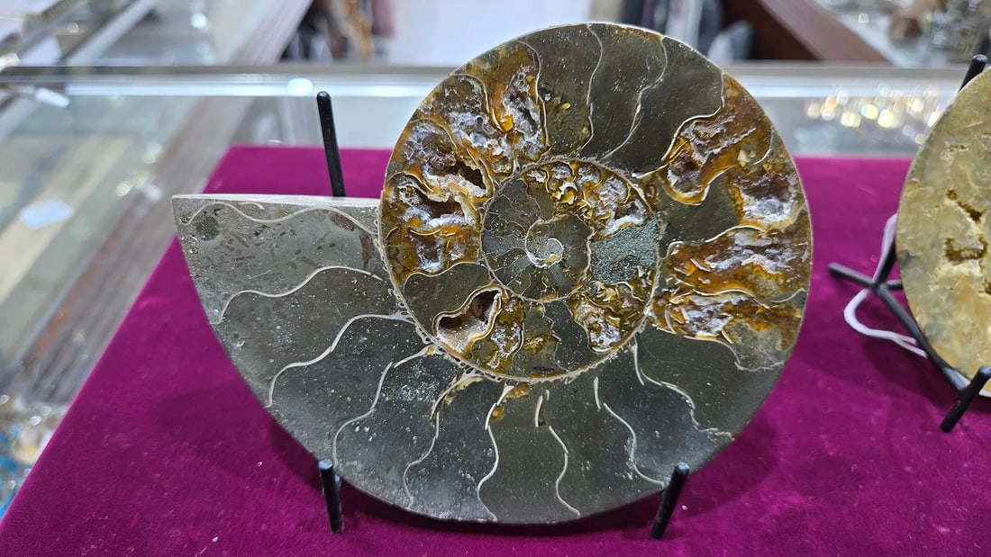 A MAGNIFICENT AMMONITE FOSSIL. POLISHED ON A STAND. (1 of 1)