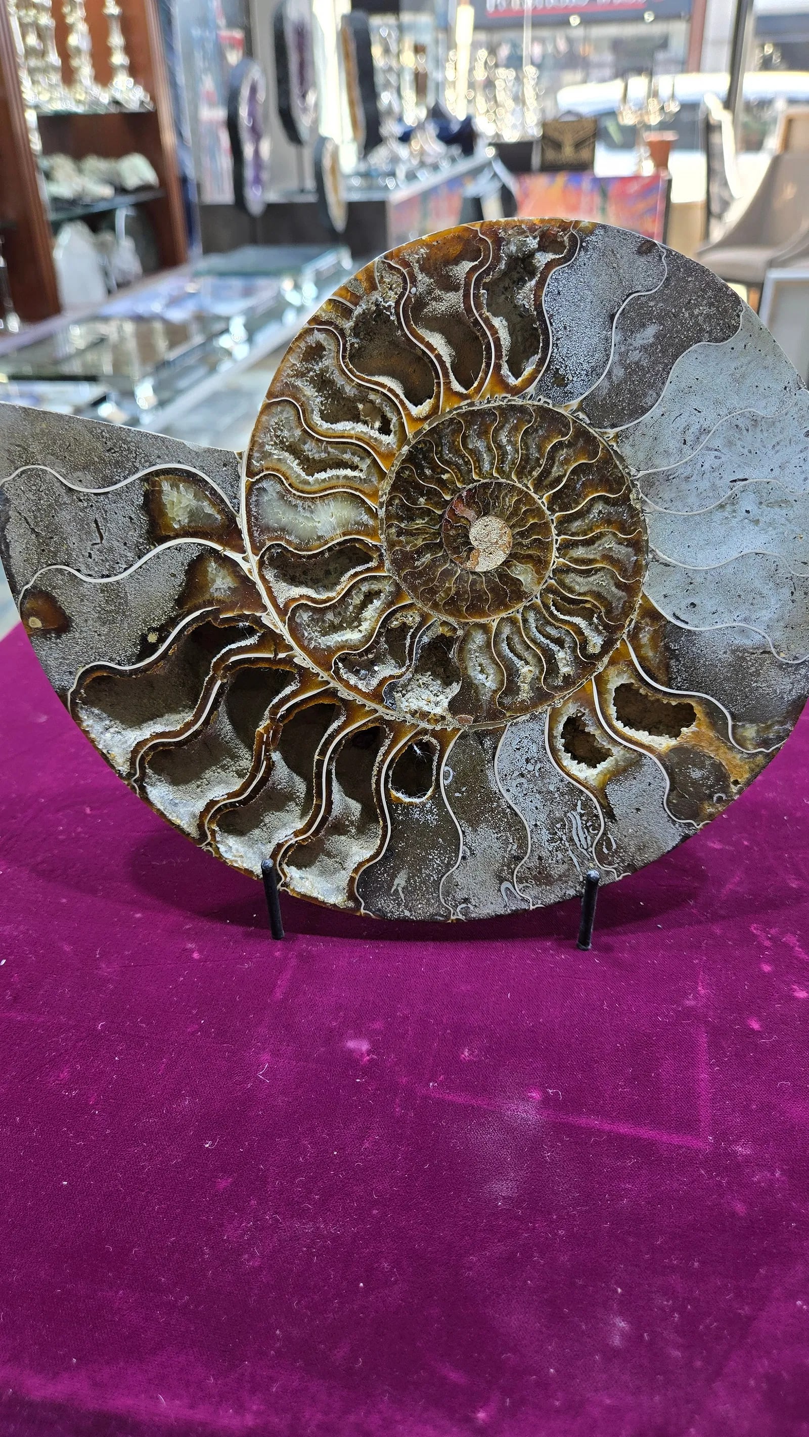 A MAGNIFICENT AMMONITE FOSSIL. POLISHED ON A STAND. (1 of 3)