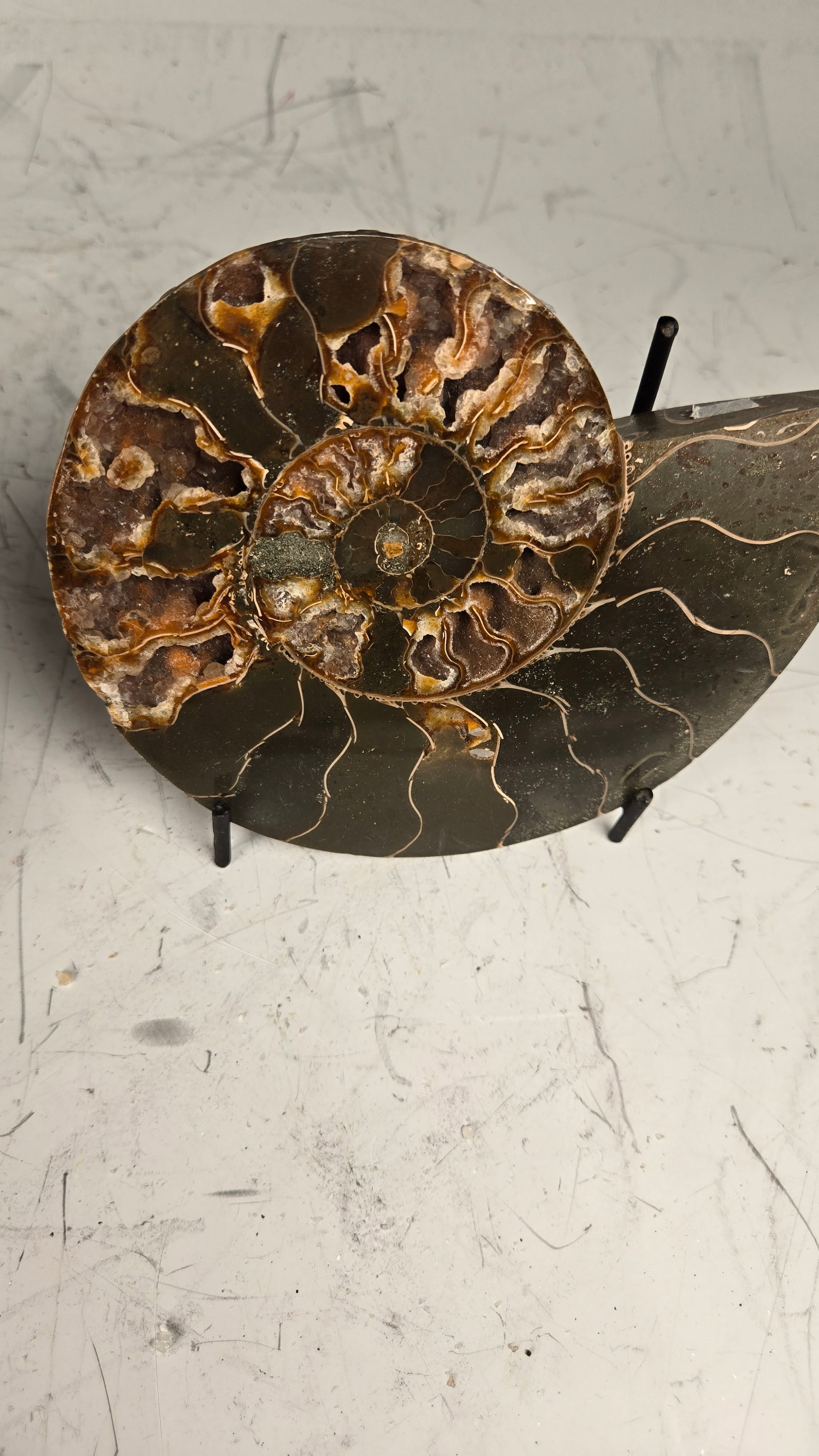 A MAGNIFICENT AMMONITE FOSSIL. POLISHED ON A STAND.: Approximately 5" long. Gorgeous color.