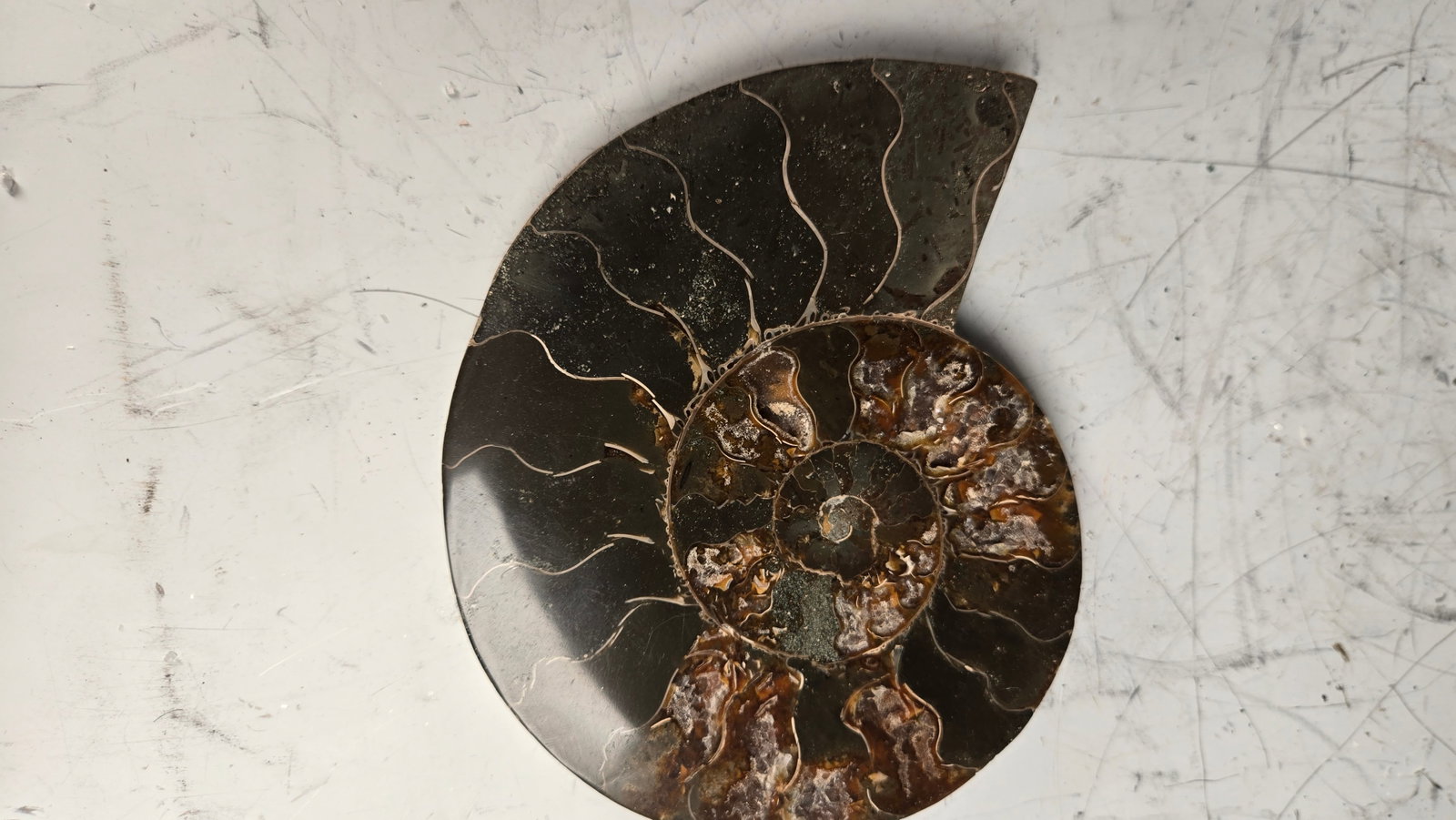 A MAGNIFICENT AMMONITE FOSSIL. POLISHED ON A STAND.: Approximately 5" long. Gorgeous color.