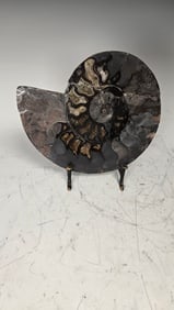 ALARGE AND MAGNIFICENT AMMONITE FOSSIL. POLISHED: Primary color is black with crystalizations. 9" wide.