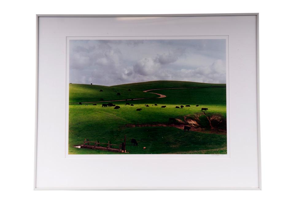 COLE WESTON: "PALO CORONA RANCH, CARMEL": circa 1962 Cibachrome print 14 ½ x 19 ¾ inches Provenance: Photography West Gallery, Carmel 14 1/2 x 20 inches