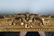 FRENCH GILT CARVED WOOD MIRROR - 11