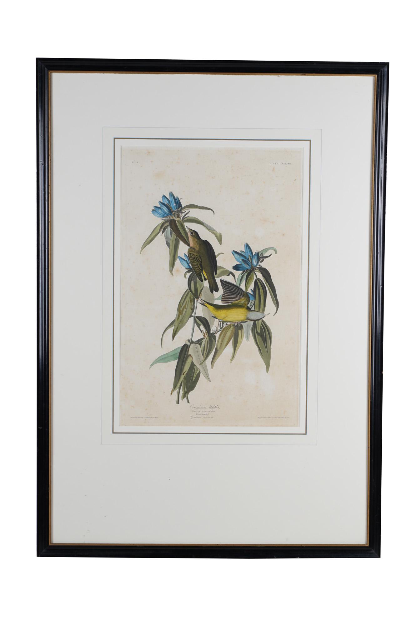 AFTER JOHN JAMES AUDUBON: "CONNECTICUT WARBLER" (1 of 12)