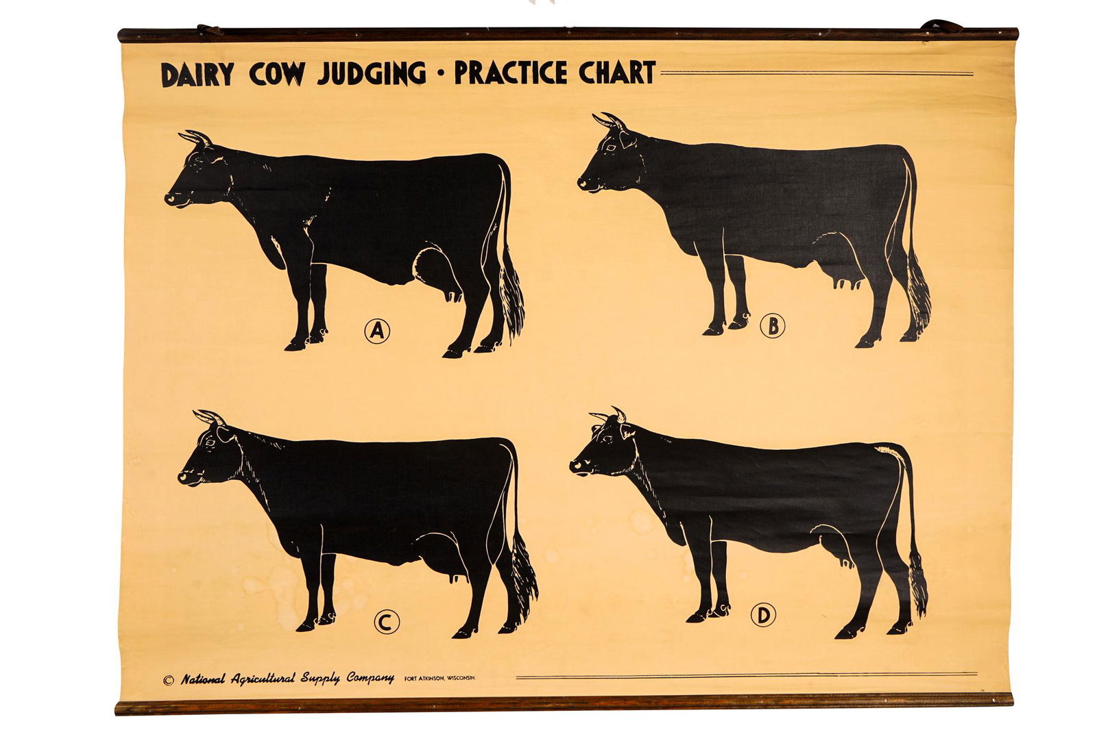 DAIRY COW JUDGING PRACTICE CHART (1 of 6)