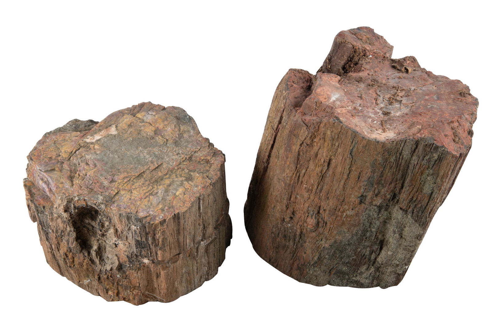 TWO FOSSILIZED WOOD FRAGMENTS (1 of 6)