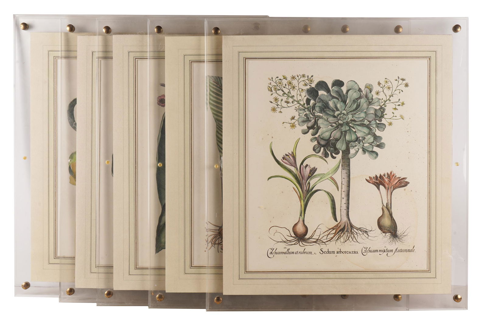 FIVE BOTANICAL PRINTS (1 of 6)