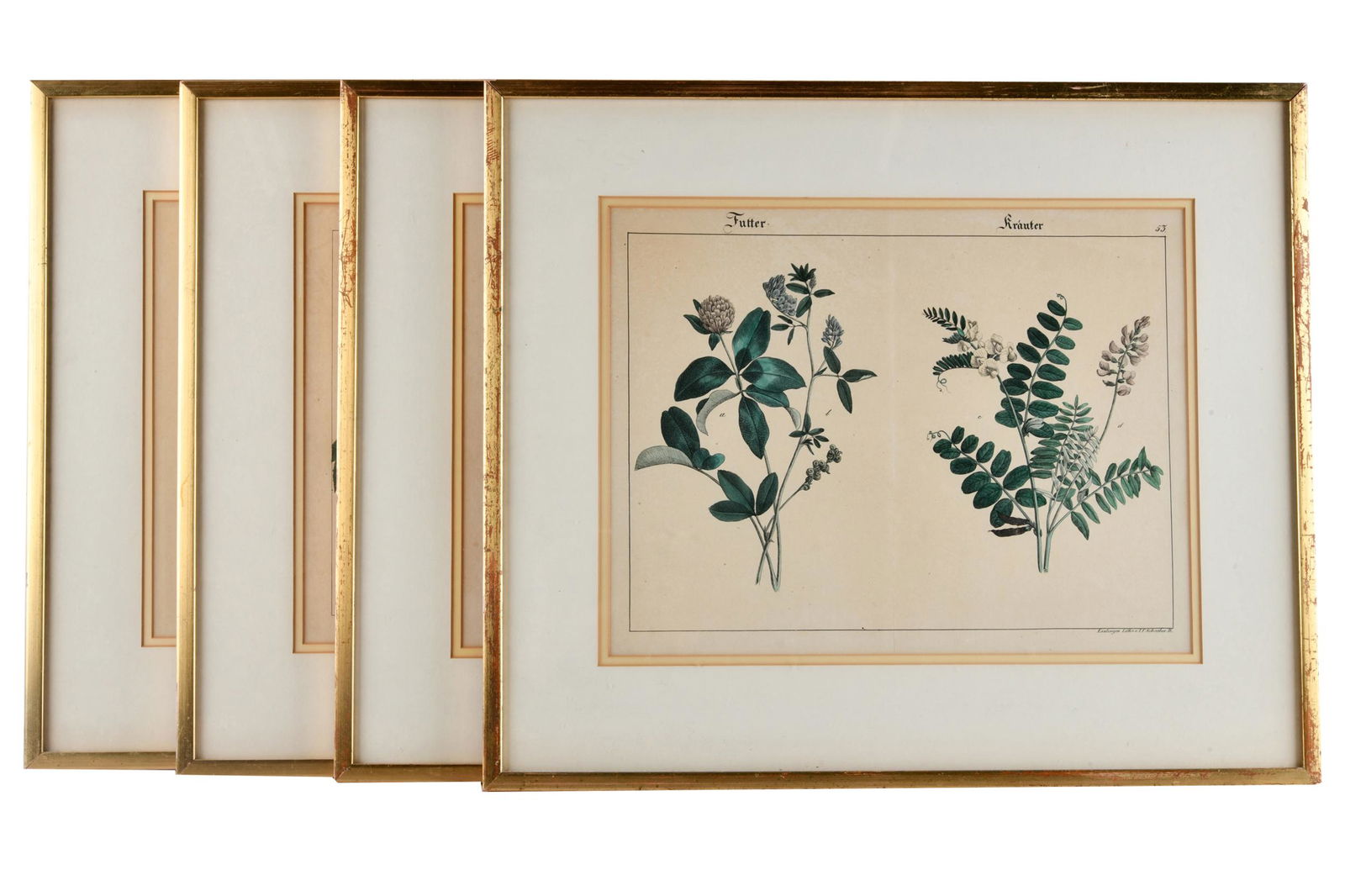 FOUR BOTANICAL ENGRAVINGS (1 of 9)