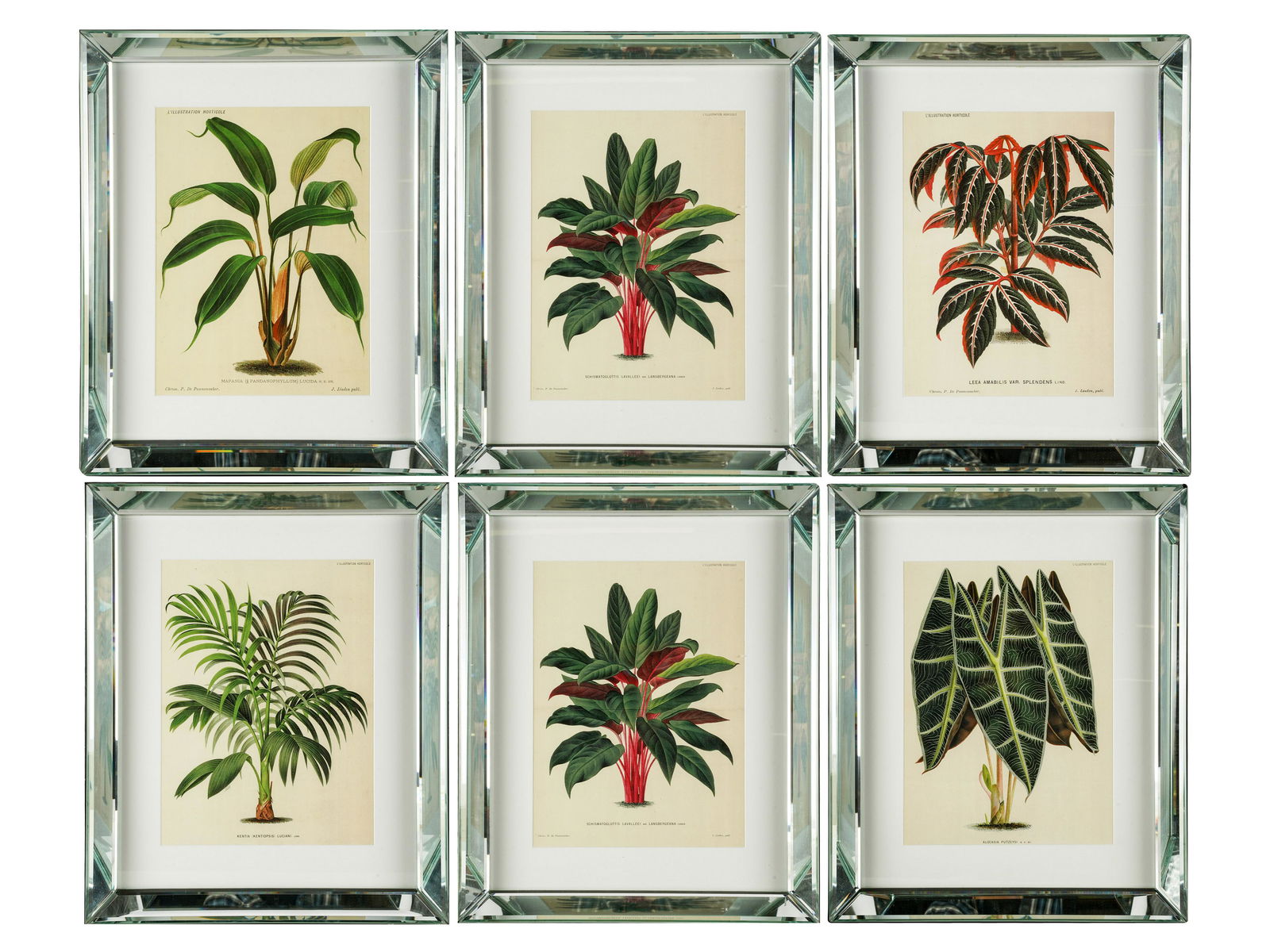 SIX BOTANICAL PRINTS (1 of 20)