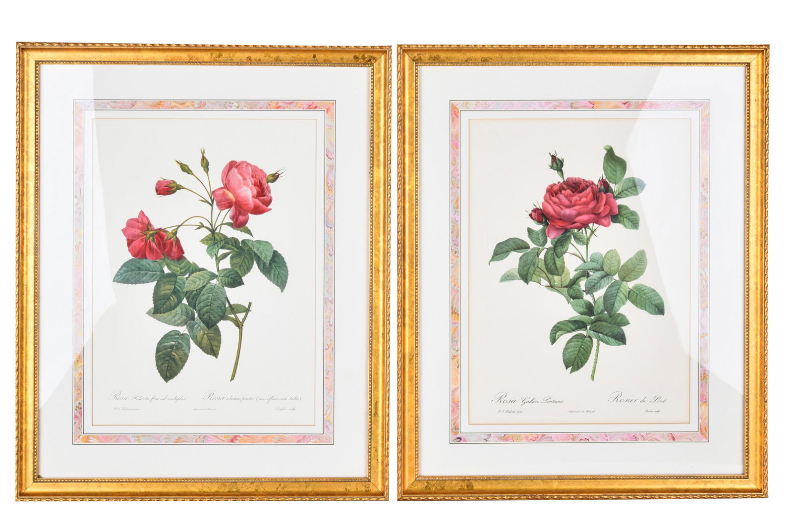 AFTER REDOUTE: PAIR OF BOTANICAL ROSE PRINTS (1 of 13)