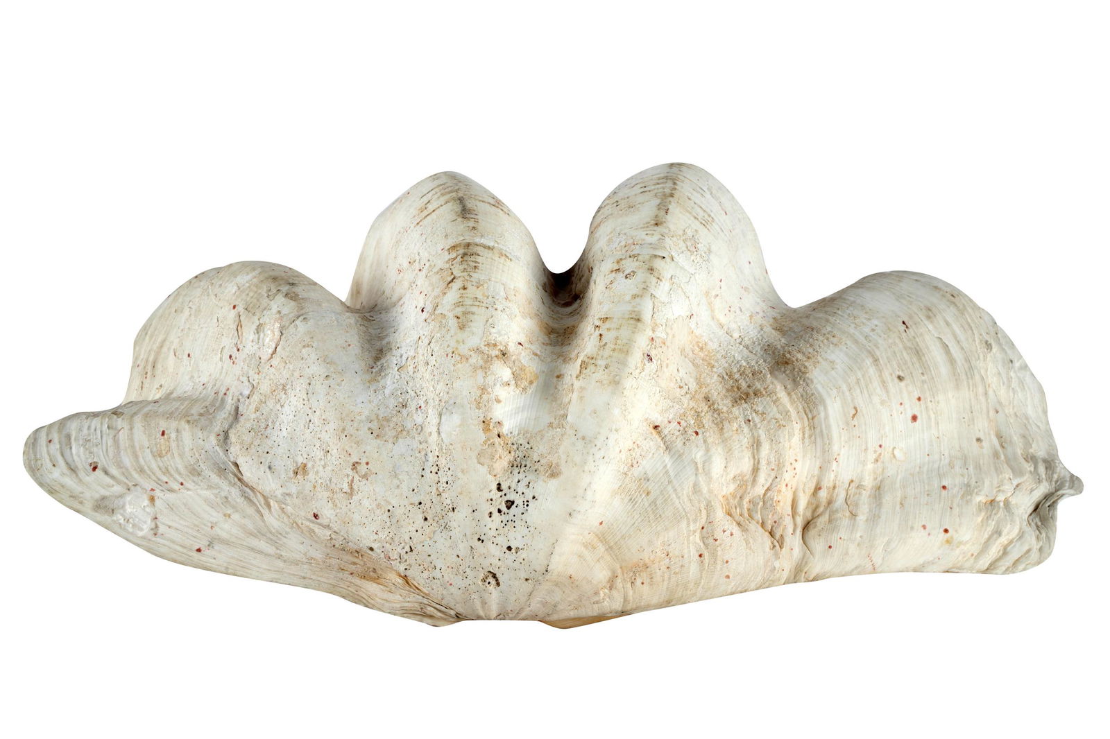 LARGE CLAM SHELL (1 of 12)