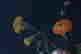 item-104417316=2
