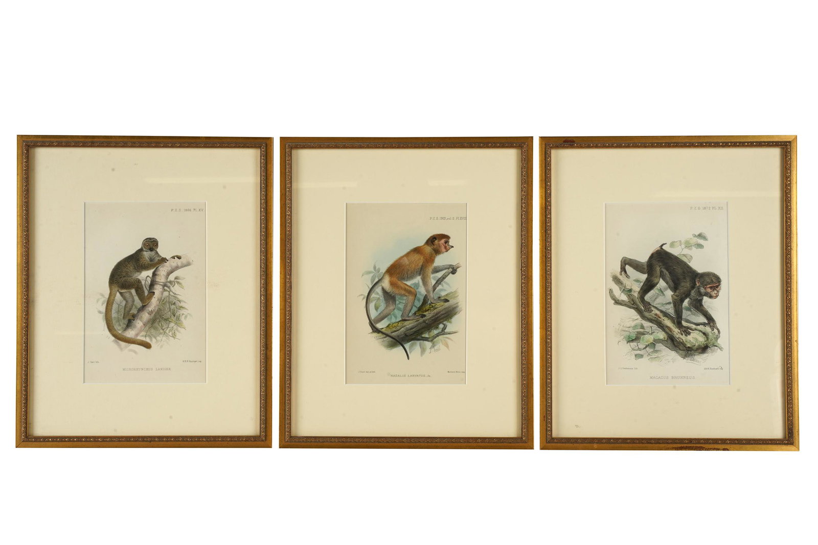 THREE ENGLISH PRIMATE ENGRAVINGS (1 of 13)