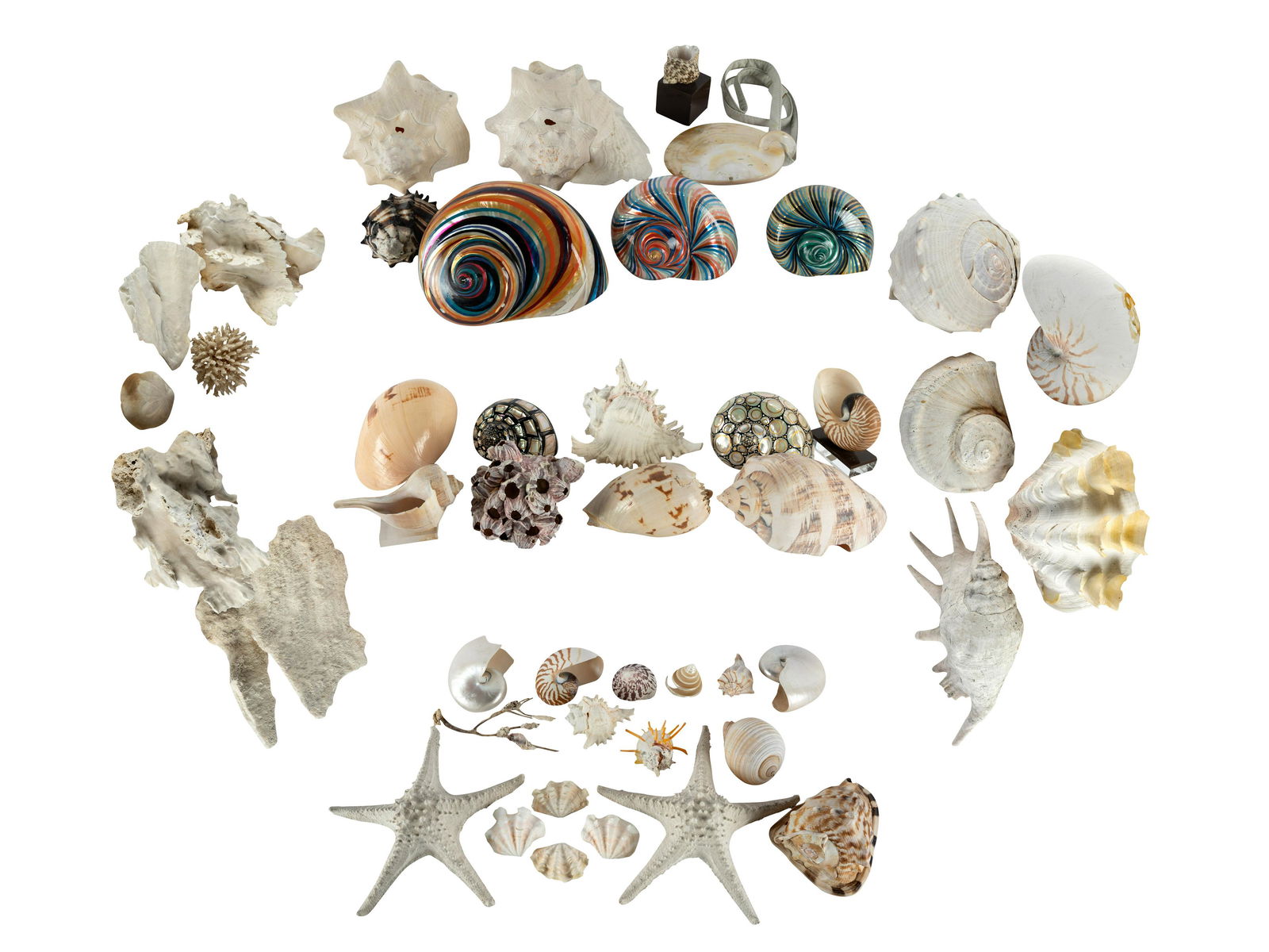 LARGE COLLECTION OF SEASHELLS (1 of 20)
