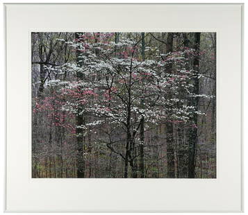 CHRISTOPHER BURKETT (B. 1951): "PINK & WHITE DOGWOOD: photograph; pencil-signed to mat lower right; inscribed verso: printed 1995, #120; 1991 Condition: framed under Plexiglas; Provenance: Photography West Gallery, Carmel, California label verso; 28 x 36